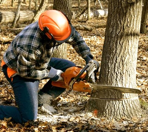 Tree Removal in Accident, MD